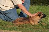 MALINOIS 030